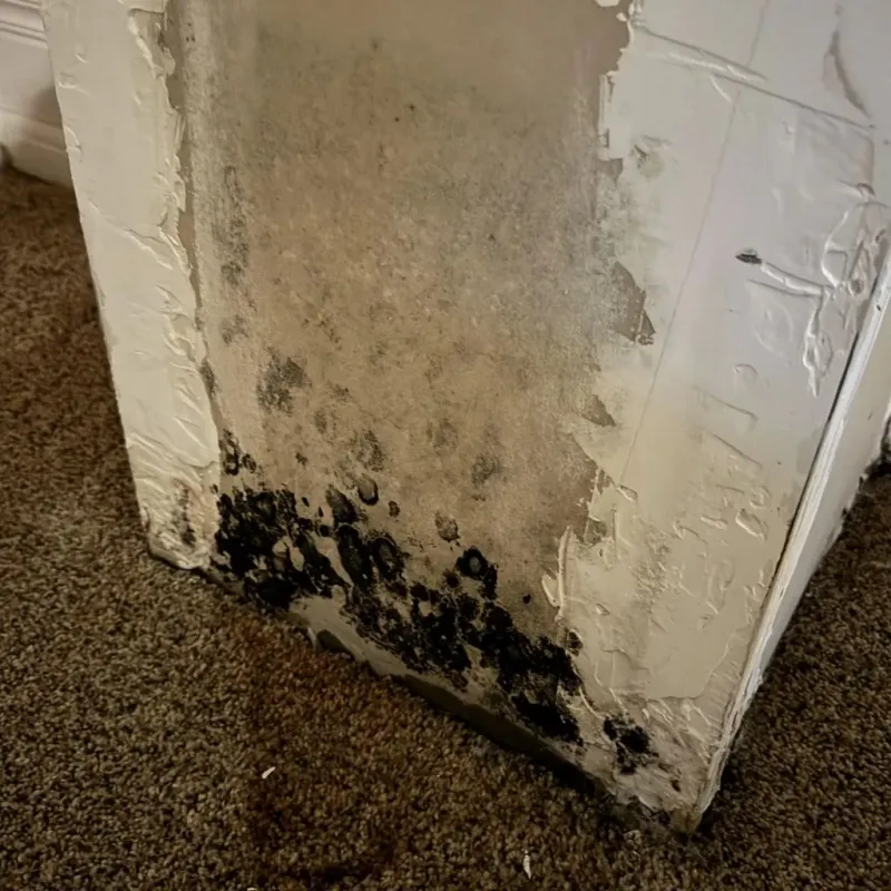Professional Mold Removal in Pleasant View, TN